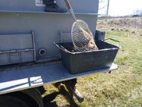 Zarybňování Litavky (4)